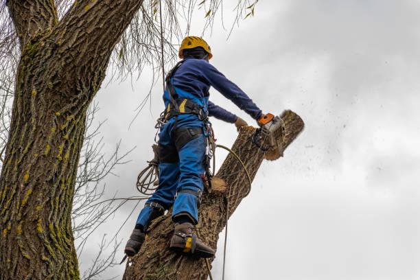 Best Emergency Tree Removal  in Crosby, ND